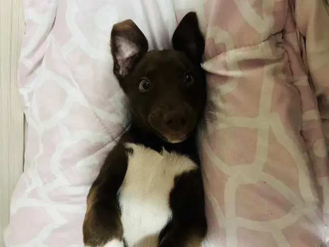 Cachorro para adoção