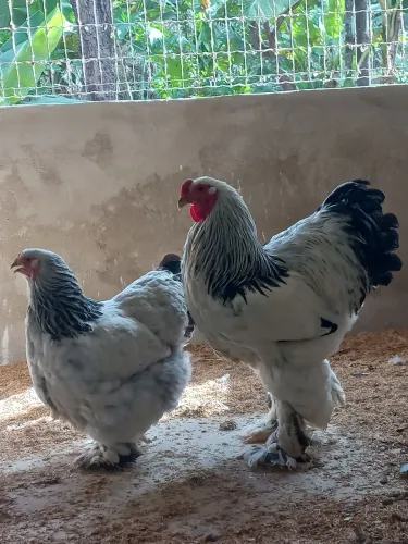 Pintinhos de Brahma Light!