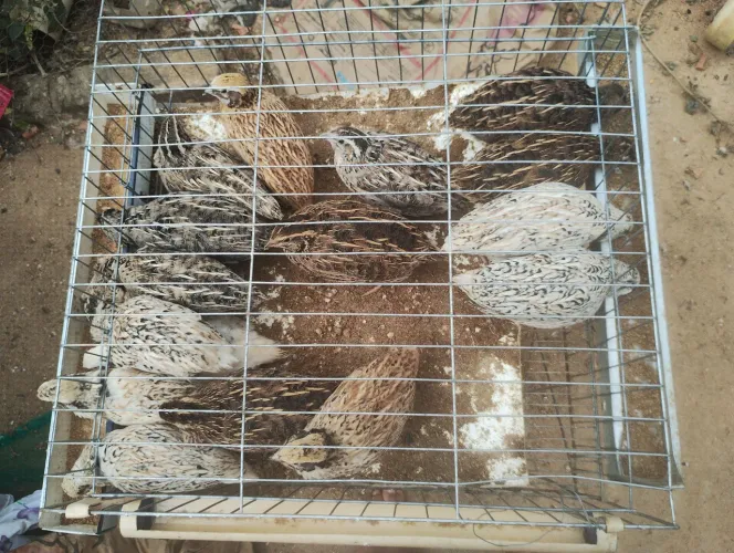 Vende se 16 codornas