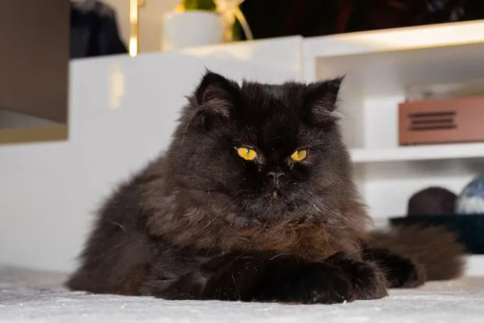 Gatos Persa 