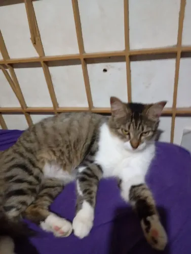 Gatinha linda