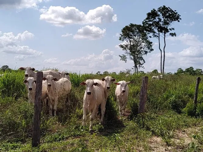 300 alqueires faz pronta há 230 km de Belém do Pará top a Fazenda