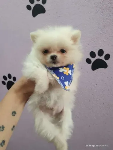 Spitz anao bola de neve