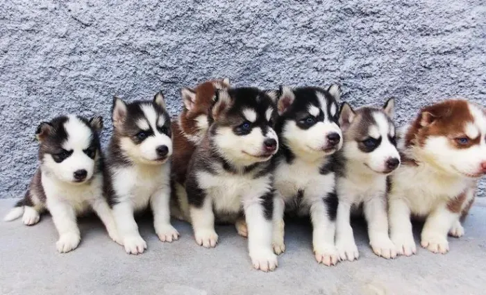Filhotes de Husky Siberiano diversos lobinhos 