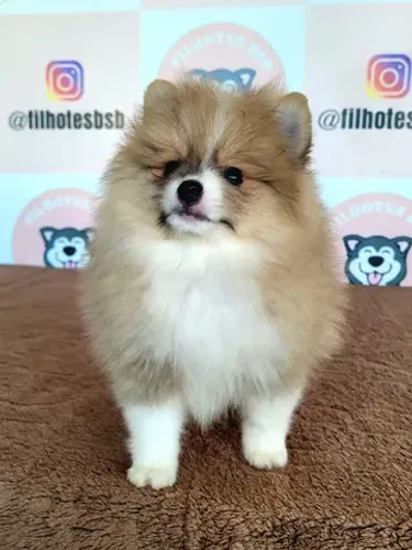 Spitz Alemão - Lulu da Pomerânia - Macho - Pedigree CBKC - 10x sem juros