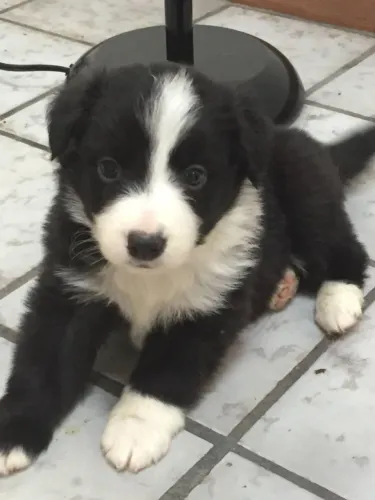 Border Collie - Inteligência e Energia para sua Família!