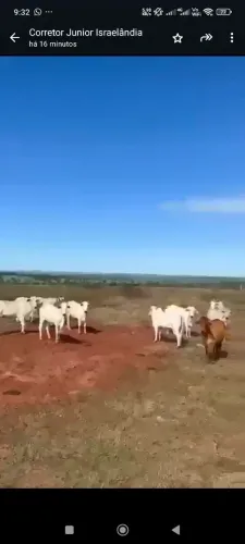 Fazenda de 415 alqueires em TTorixoreu MT. Valor 110 mil por aqueires