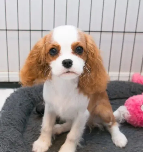 Cavalier King - Limda fêmea Blenhein com 75 dias de vida-Daniela