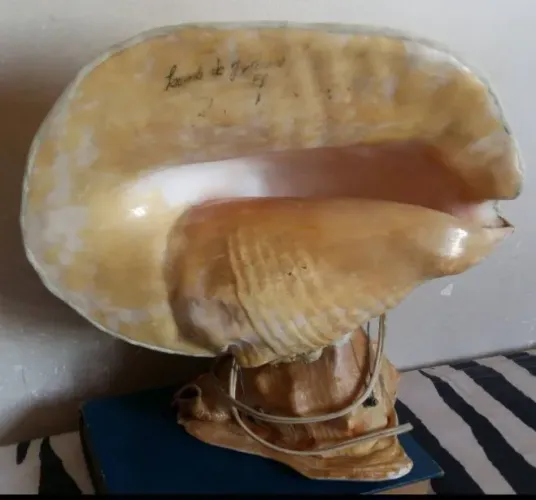 Abajur de conchas