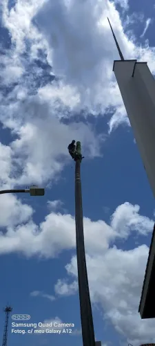 Poda e corte de Palmeiras imperial e coqueiros