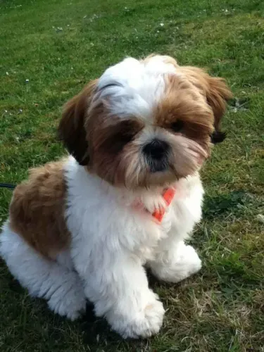 Filhote Shih Tzu, Seus Dias Nunca Mais Serão Os Mesmos Com Um Novo Amigo!