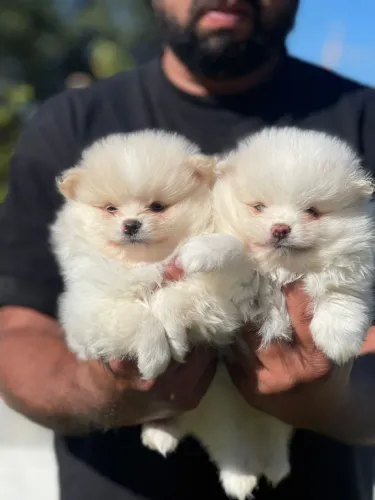 Spitz ursinho disponível