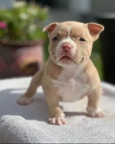 American Bully disponível!