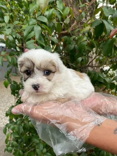Lhasa Apso cores lindas, linda pelagem, bem pequnos