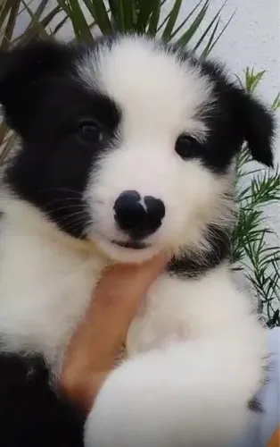 Border Collie Maravilhoso - Inteligência e Energia para sua Família! 