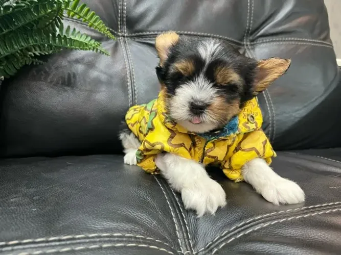 Biewer Yorkshire Terrier Mini Tricolor - O charme de um pet exclusivo!