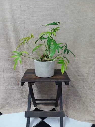 Planta philodendron Florida Green