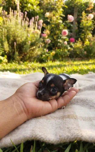 Pinscher fémia 