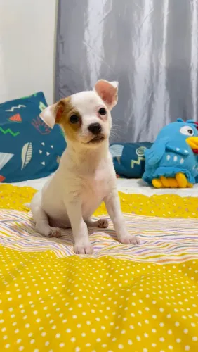 CHIHUAHUA FÊMEA COM 02 MESES.