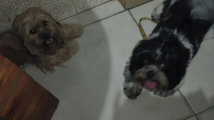 Um filhotinho para vender PAI STHIZU PURO ,A MÃE STHIZU COM POODLE