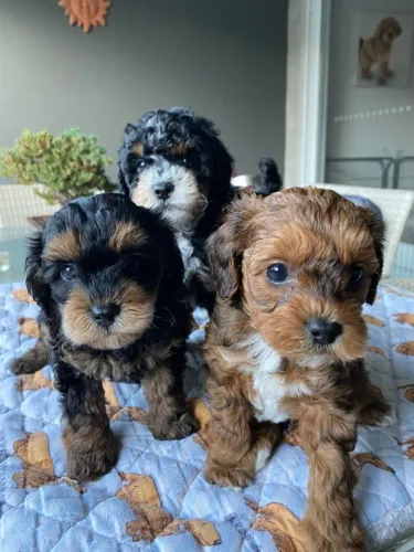 otimos pra toda a familia