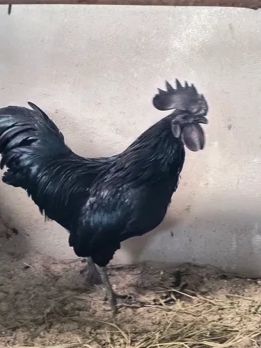 Galo Ayam Cemani