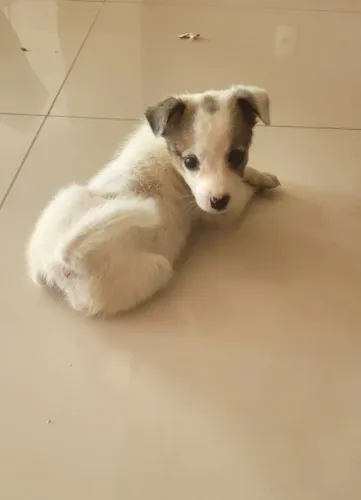 Adoção de Cachorra