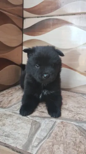 Vendo um cachorrinho chow chow 2 meses 1200