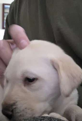 Filhote de labrador 