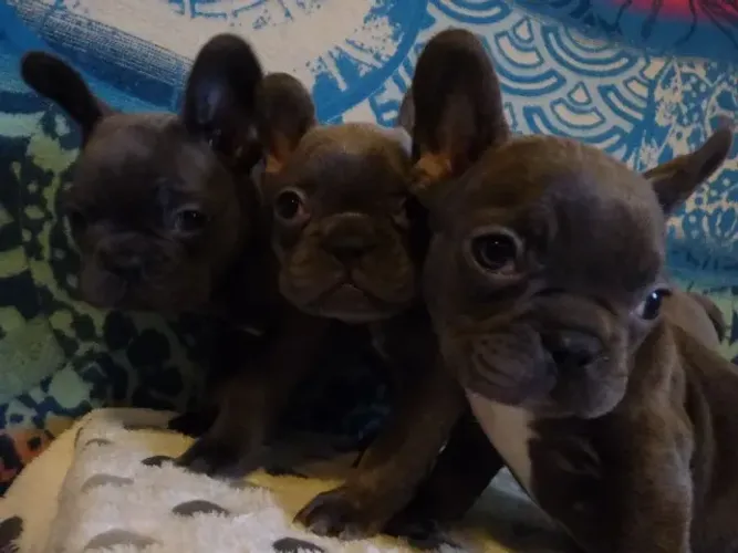 Filhotes de Bulldog Francês saudáveis e muito carinhosos! Fale comigo no WhatsApp agora.