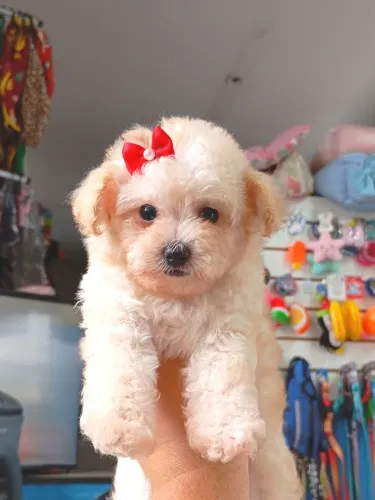 Poodle fêminha uma Lindeza