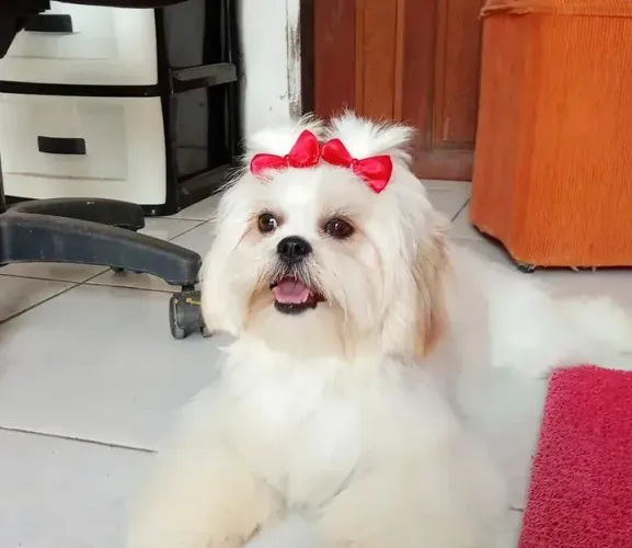 Filhotes Shihtzu puro