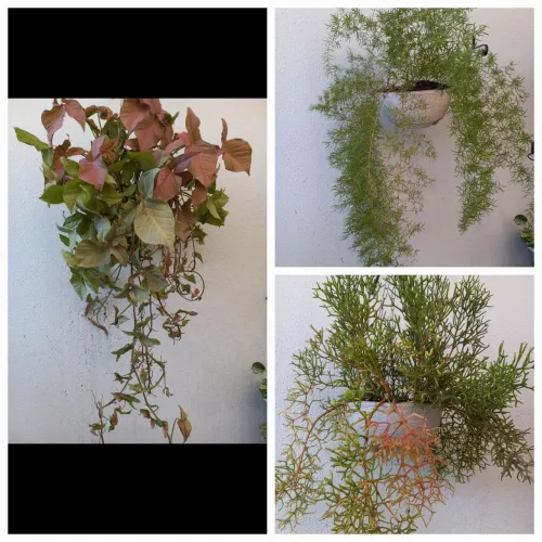 Naturais