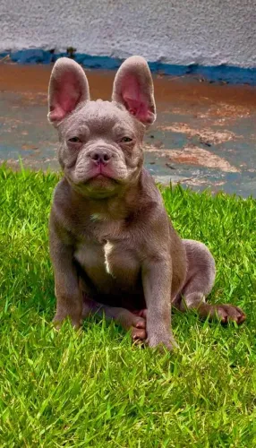 Bulldog Francês, filhote Macho Lilac, Canil O'malley Bull's