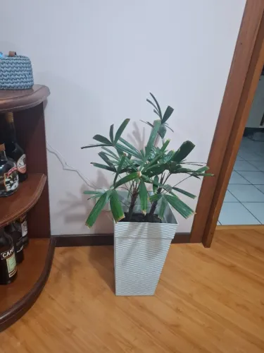 Vaso com planta Palmeira Raffis