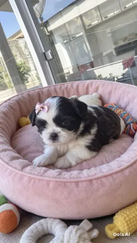 Shi tzu