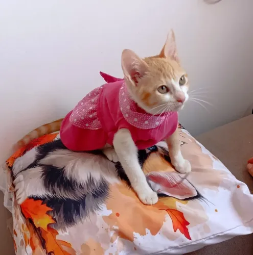 Gatas Laranja e Branco Filhote 