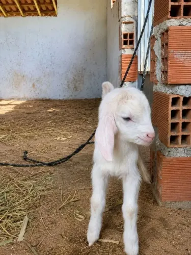 Cabrito para doação