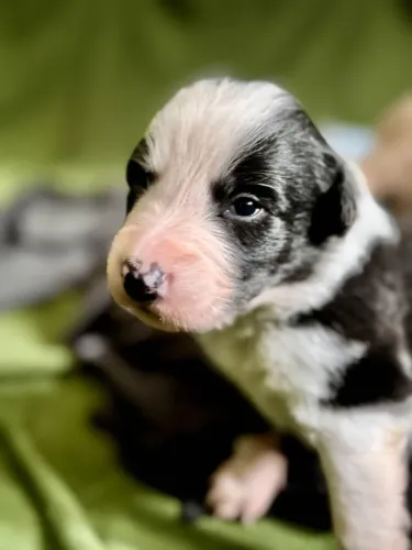 Filhotes de Border Collie | Muito amor em um focinho encantador.
