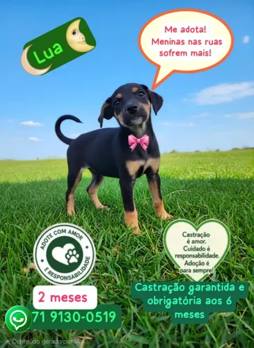 Adote a cadelinha  Lua