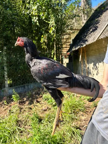 Galo