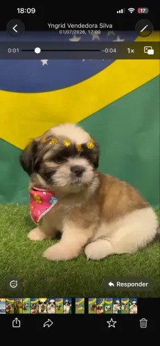 Vendo filhote de Shitzu Fêmea