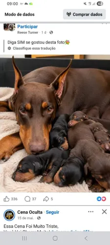 Filhotes de Doberman disponíveis com pedigree