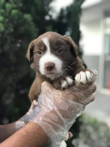 Border Collie Fêmea Linda e Ativa | Contrato e Garantias