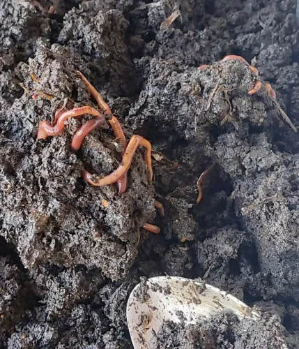 minhoca californiana