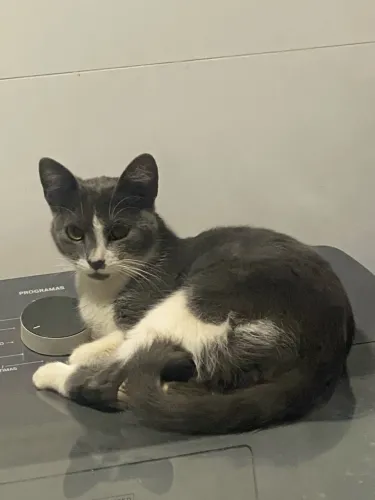 Doação gato cinza com branco