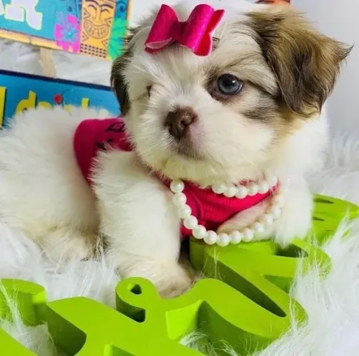 Neném shih tzu/shitzu de linhagem selecionada saudável e dócil