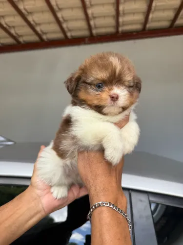 Shih tzu macho chocolate passo cartão