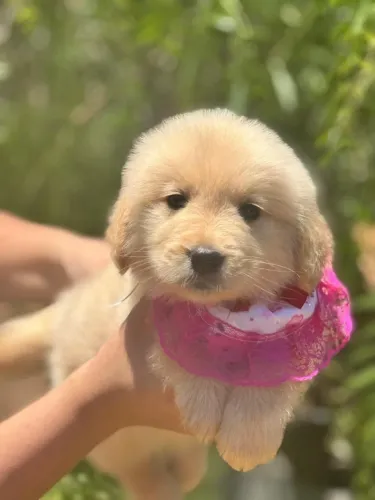 Golden Retriever,Golden Retriever Filhote Disponível Alta Qualidade