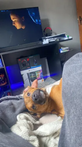 Pet